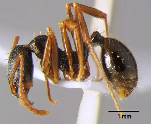 Aphaenogaster gibbosa specimen CFH000011 image cfh000011_3