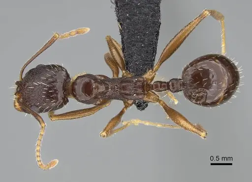 Aphaenogaster gibbosa specimen KG01850-2 image kg01850-2_1