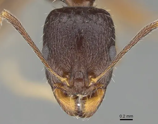 Aphaenogaster gibbosa specimen KG01850-2 image kg01850-2_2