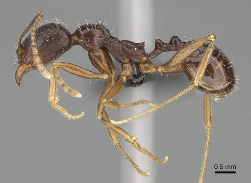 Aphaenogaster gibbosa specimen KG01850-2 image kg01850-2_3