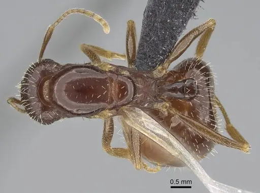 Aphaenogaster gibbosa specimen KG01850-3 image kg01850-3_1