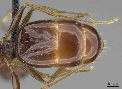 Aphaenogaster gibbosa specimen KG01850-3 image kg01850-3_2