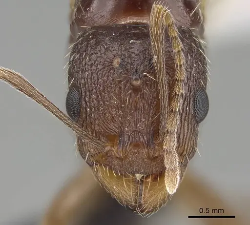 Aphaenogaster gibbosa specimen KG01850-3 image kg01850-3_3