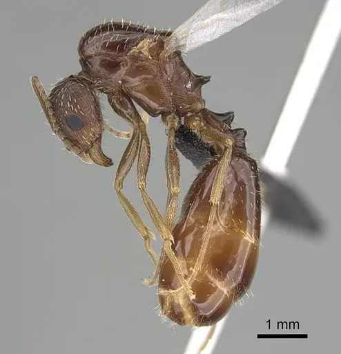 Aphaenogaster gibbosa specimen KG01850-3 image kg01850-3_4