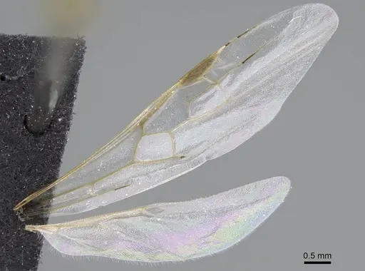 Aphaenogaster gibbosa specimen KG01850-3 image kg01850-3_5