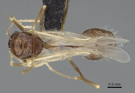 Aphaenogaster gibbosa specimen KG01850-4 image kg01850-4_1