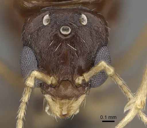 Aphaenogaster gibbosa specimen KG01850-4 image kg01850-4_2