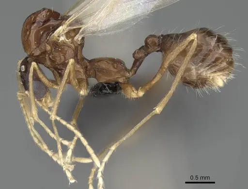 Aphaenogaster gibbosa specimen KG01850-4 image kg01850-4_3