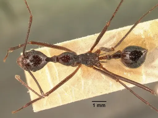 Aphaenogaster gonacantha specimen CASENT0101899 image casent0101899_1