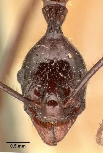 Aphaenogaster gonacantha specimen CASENT0101899 image casent0101899_2