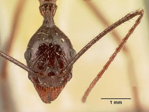 Aphaenogaster gonacantha specimen CASENT0101899 image casent0101899_3