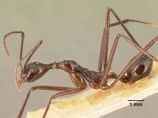Aphaenogaster gonacantha specimen CASENT0101899 image casent0101899_4