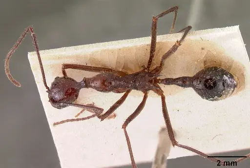 Aphaenogaster gonacantha specimen CASENT0102038 image casent0102038_1