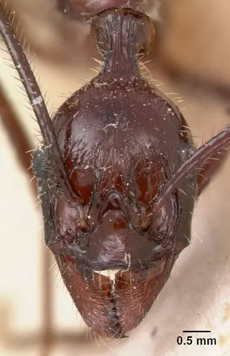 Aphaenogaster gonacantha specimen CASENT0102038 image casent0102038_2