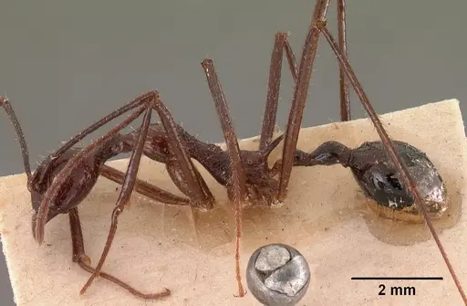 Aphaenogaster gonacantha specimen CASENT0102038 image casent0102038_3
