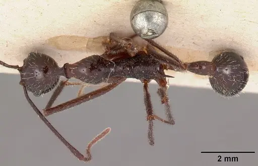 Aphaenogaster gonacantha specimen CASENT0102039 image casent0102039_1