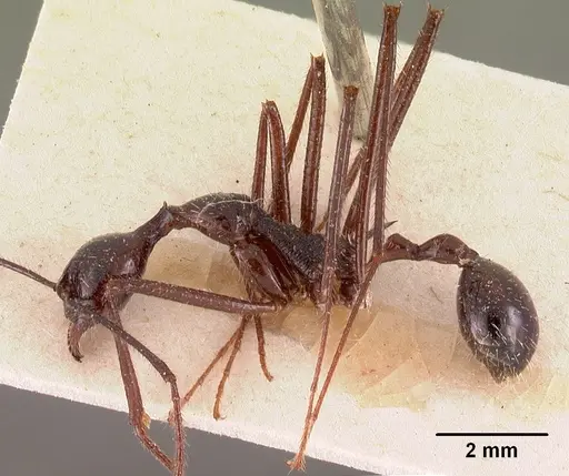 Aphaenogaster gonacantha specimen CASENT0102039 image casent0102039_3