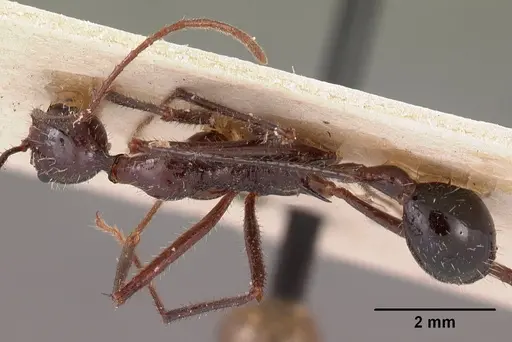 Aphaenogaster gonacantha specimen CASENT0102040 image casent0102040_1
