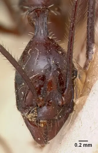 Aphaenogaster gonacantha specimen CASENT0102040 image casent0102040_2