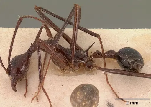 Aphaenogaster gonacantha specimen CASENT0102040 image casent0102040_3