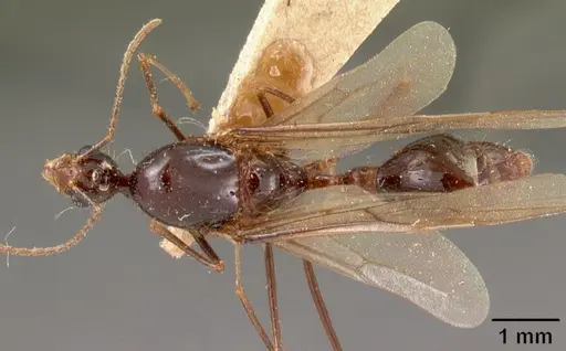 Aphaenogaster gonacantha specimen CASENT0102041 image casent0102041_1
