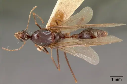 Aphaenogaster gonacantha specimen CASENT0102041 image casent0102041_2