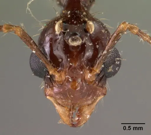 Aphaenogaster gonacantha specimen CASENT0102041 image casent0102041_3