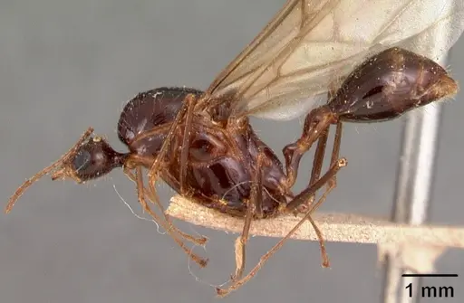 Aphaenogaster gonacantha specimen CASENT0102041 image casent0102041_4