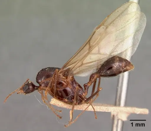 Aphaenogaster gonacantha specimen CASENT0102041 image casent0102041_5