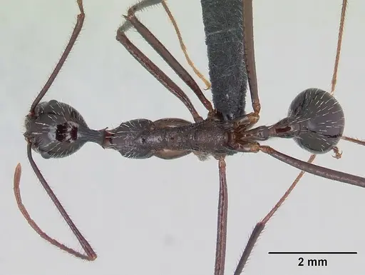 Aphaenogaster gonacantha specimen CASENT0107566 image casent0107566_1