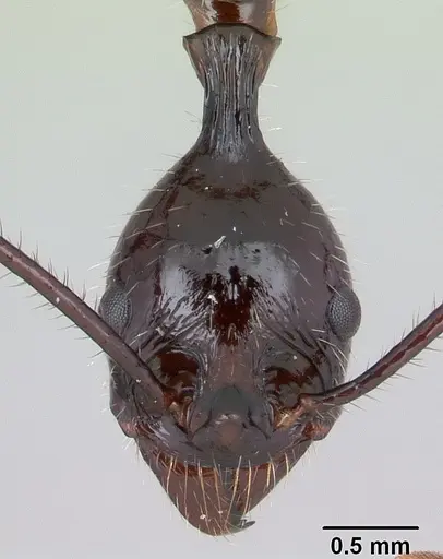 Aphaenogaster gonacantha specimen CASENT0107566 image casent0107566_2