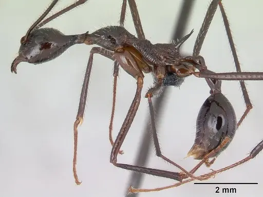 Aphaenogaster gonacantha specimen CASENT0107566 image casent0107566_3