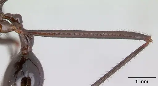 Aphaenogaster gonacantha specimen CASENT0107566 image casent0107566_4