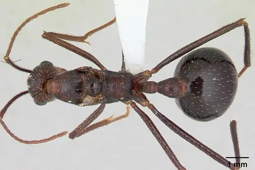 Aphaenogaster gonacantha specimen CASENT0170916 image casent0170916_1