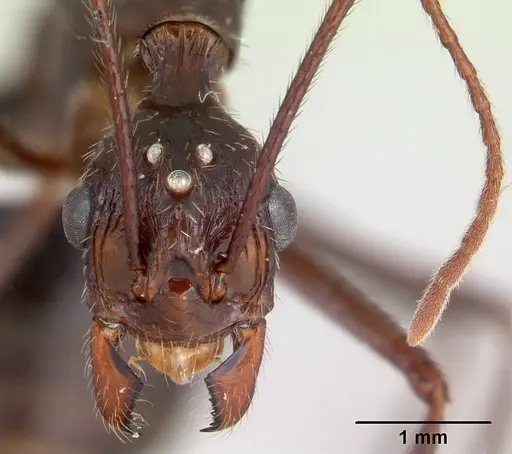 Aphaenogaster gonacantha specimen CASENT0170916 image casent0170916_2