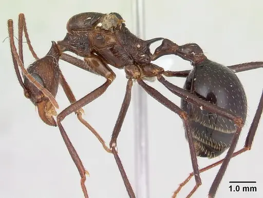 Aphaenogaster gonacantha specimen CASENT0170916 image casent0170916_3