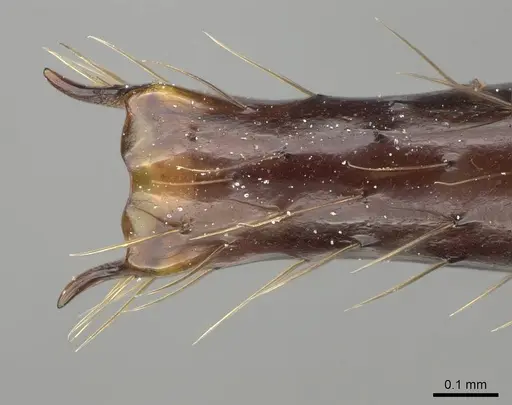 Aphaenogaster gonacantha specimen CASENT0243596 image casent0243596_1