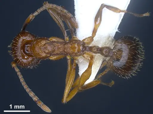 Aphaenogaster graeca specimen ANTWEB1041239 image antweb1041239_1