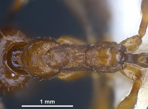 Aphaenogaster graeca specimen ANTWEB1041239 image antweb1041239_2
