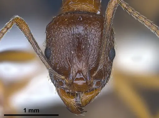 Aphaenogaster graeca specimen ANTWEB1041239 image antweb1041239_3