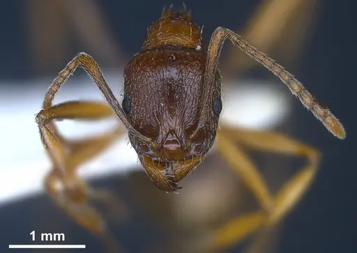Aphaenogaster graeca specimen ANTWEB1041239 image antweb1041239_4