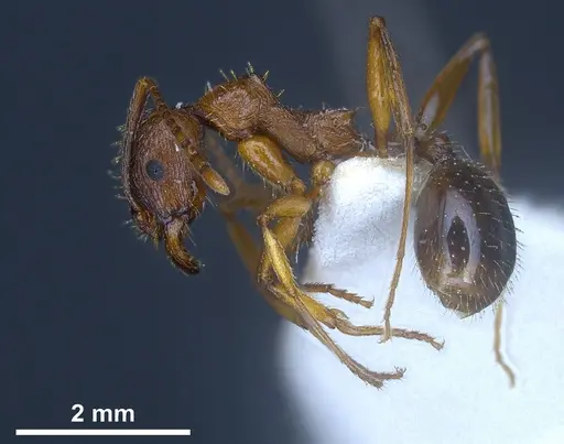 Aphaenogaster graeca specimen ANTWEB1041239 image antweb1041239_5