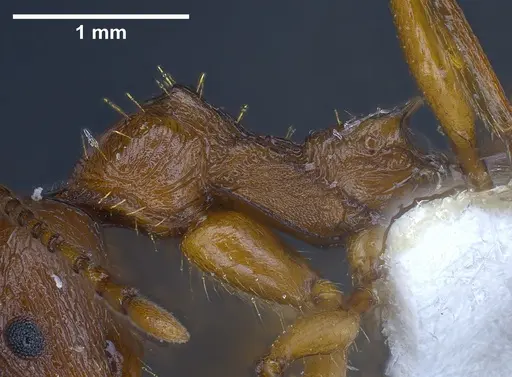 Aphaenogaster graeca specimen ANTWEB1041239 image antweb1041239_6