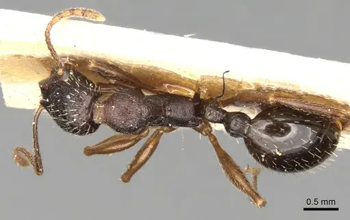 Aphaenogaster graeca specimen CASENT0280956 image casent0280956_1