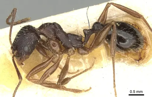 Aphaenogaster graeca specimen CASENT0280956 image casent0280956_3