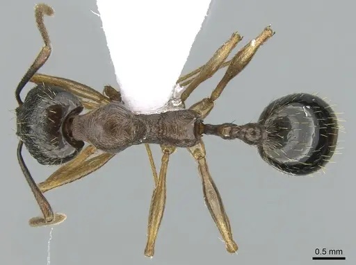 Aphaenogaster graeca specimen CASENT0906111 image casent0906111_1