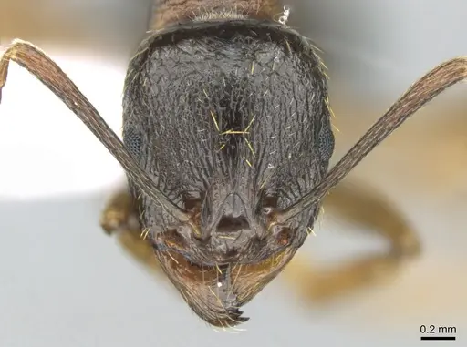 Aphaenogaster graeca specimen CASENT0906111 image casent0906111_2