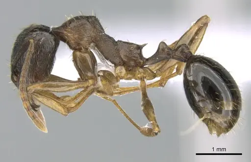 Aphaenogaster graeca specimen CASENT0906111 image casent0906111_3