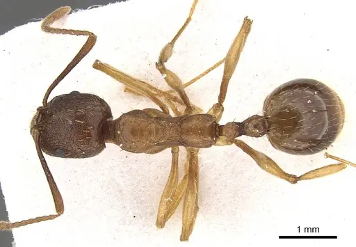 Aphaenogaster graeca specimen CASENT0911129 image casent0911129_1