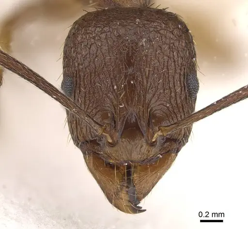 Aphaenogaster graeca specimen CASENT0911129 image casent0911129_2